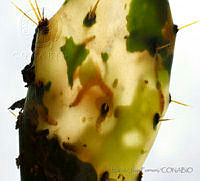 MyJF04 Opuntia stricta var. dilleni.jpg