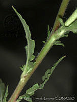 PTL1942 Oenothera tetraptera.jpg