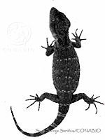 SSS0019 Xenosaurus agrenon.JPG