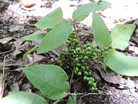 PCC004 Toxicodendron radicans.JPG