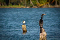 FBA0629 Nannopterum brasilianum.jpg