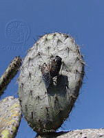 OOG0167 Cracidae.jpg