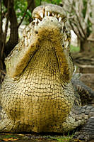 IMDOC0976 Crocodylus acutus.jpg
