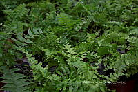 IMDOC 5809 Nephrolepis exaltata.jpg