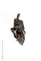 IMDOC3425 Thasus gigas.jpg