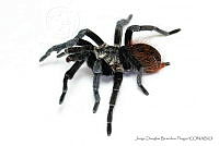 JDBP0071 Brachypelma vagans.jpg