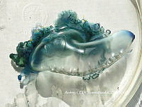 NBA0054 Physalia physalis.JPG