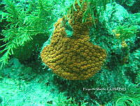 PMC0029 Montastraea cavernosa.JPG
