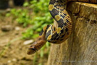 MDL0307 Pituophis deppei.jpg