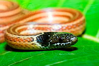 PM0124 Coniophanes lateritius.jpg