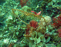 RRR081 Tacanoosca uncinata.jpg