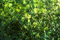 1075 Sclerosomatidae.jpg