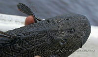 LEAdA066 Pterygoplichthys pardalis.jpg