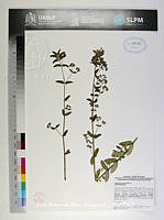 JAdNV0424 Euphorbia hypericifolia.JPG