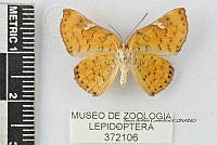 JF018 0731 Emesis emesia.jpg
