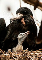 EAB001 Fregata magnificens.jpg