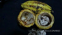 LCF0145 Theobroma cacao.jpg