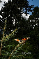 IDG1842 Danaus plexippus.jpg