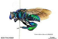 ME006 Abejas 0109 Exaerete smaragdina (Gue_rin-Meneville, 1845).jpg