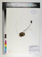 JAdNV0181 Pinguicula moranensis.JPG