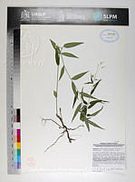 JAdNV0309 Hybanthus attenuatus.JPG