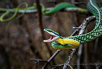 EAR14 Leptophis diplotropis.jpg