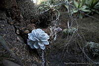 MASM01387 Echeveria laui.jpg