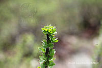 ORGR0183 Fouquieria splendens.jpg