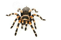 MASM08141  Brachypelma smithi.jpg