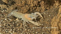 MSG 001 Procambarus oaxacae reddelli.jpg