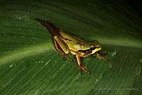 LAMA001 Dryophytes walkeri.jpg