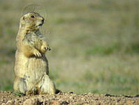 ACR0017 Cynomys mexicanus.jpg
