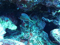 CGG0571 Holocentrus rufus.JPG
