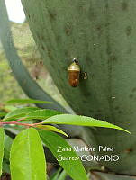 MN6F0066 Danaus plexippus.jpg