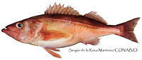 SRM0163 Sebastes goodei.jpg