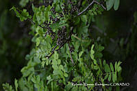 RRR0968 Zanthoxylum fagara.jpg