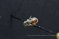 CGVM1174 Lasioglossum sp..jpg