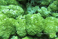 NE018 0787 Millepora alcicornis.jpg