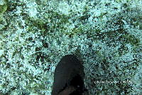 NE018 0843 Ectyoplasia ferox.jpg