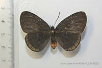 VJAP008 Eumaeus toxea.jpg