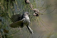 LFLR0071 Polioptila caerulea.jpg