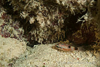 IDG0596 Apogon maculatus.jpg