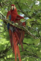 JMSR04 Ara macao.jpg