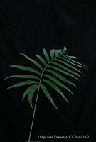 PJB0069 Ceratozamia mixeorum.jpg
