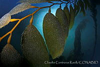 CCK0143 Macrocystis pyrifera.jpg