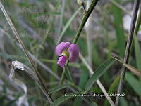 CAGM 0022 Thephrosia viscioides.jpg