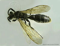 AGDE019-297 Krombeinia morelia.jpg