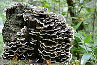 EL001 Trametes versicolor.jpg
