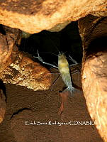 ESR 009 Creaseria morleyi.jpg