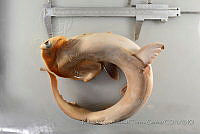 RQTG0800 Sphyrna lewini.jpg